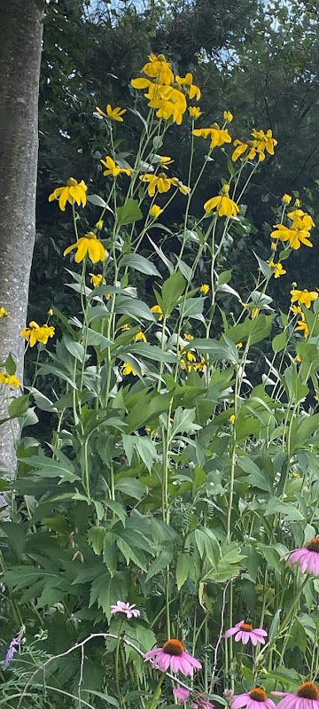 flowers